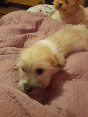 caței spre adopție - imagine 2