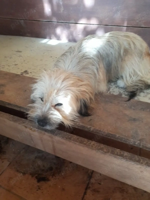 caței spre adopție - imagine 4