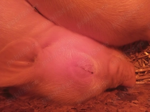 Vând purcei cu vârsta de opt săptămâni  - imagine 3