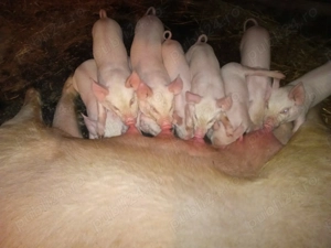 Vând purcei cu vârsta de opt săptămâni  - imagine 2