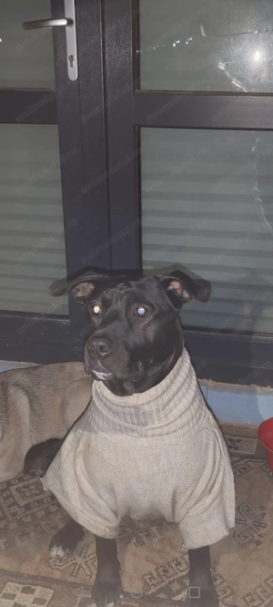Dau spre adopție puiuți metiș Amstaff  - imagine 4
