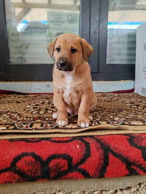 Dau spre adopție puiuți metiș Amstaff  - imagine 2