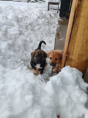 Dau spre adopție puiuți metiș Amstaff  - imagine 3