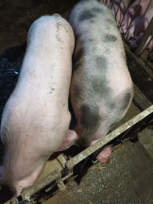 porci jud.Bistrita  Năsăud  - imagine 2