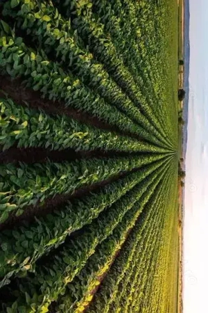 vand teren agricol Bulgarus 