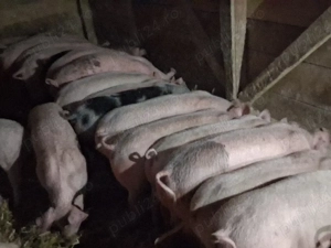 vând 20 soldani  45-50 kg (masculi castraţi)