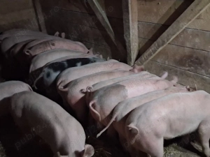 vând 20 soldani  45-50 kg (masculi castraţi) - imagine 2