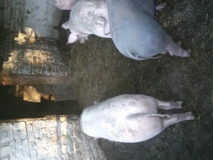 Porci 80 90 kg...