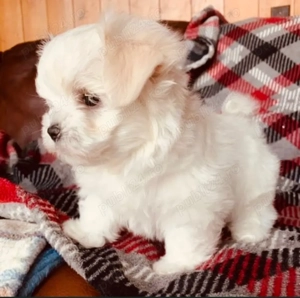 Vand bichon miny toy baiat 6 saptamani