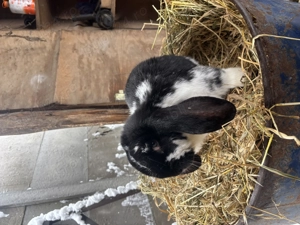 Mascul berbec german  - imagine 2