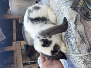 Pui iepure berbec german - imagine 2