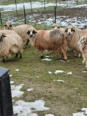 vând 2 oii gestante 