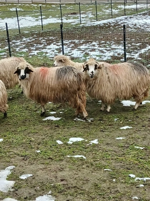 vând 2 oii gestante  - imagine 3