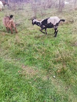 Vând 2 ieduțe metis anglo-nubiene  - imagine 2