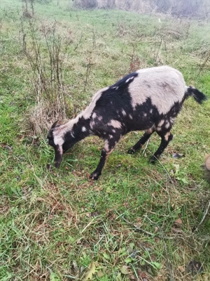 Vând 2 ieduțe metis anglo-nubiene  - imagine 3