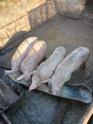 purcei de vanzare  - imagine 4