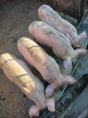 purcei de vanzare  - imagine 3