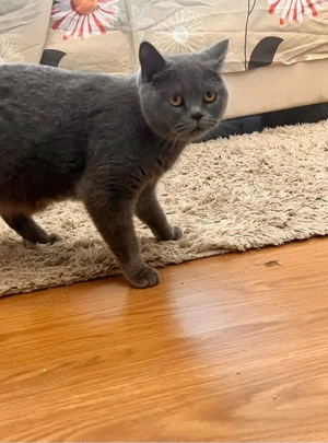 Pisica british shorthair