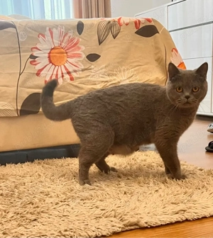 Pisica british shorthair - imagine 2