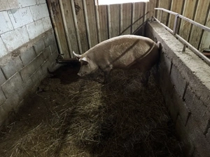 scrofita durok - imagine 4