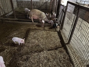 scrofita durok - imagine 3