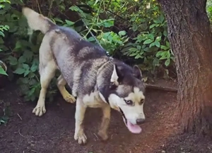 vad cățelușa husky siberiana