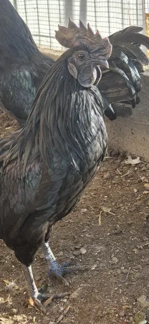 Cocos Negru Ayman Cemani - imagine 3