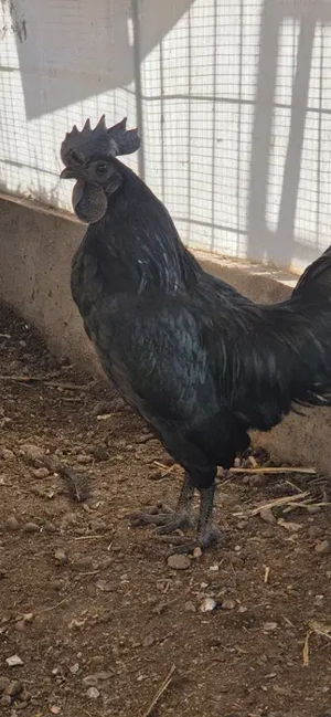 Cocos Negru Ayman Cemani - imagine 4