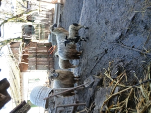 Vând două oi cu doi miei mari.