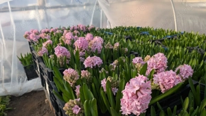 Zambile la ghiveci   Blue Jacket, Splendid Cornelia, Fondante