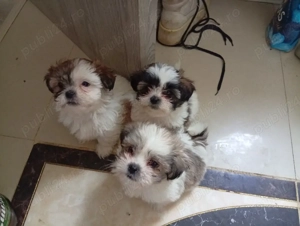 caut famili iubitoare 