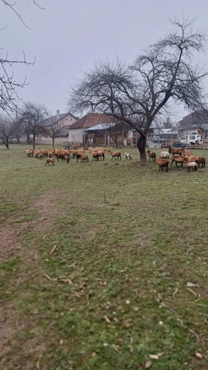 Oi de camerun de vanzare