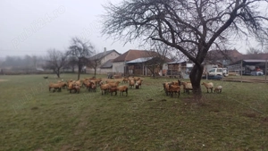 Oi de camerun de vanzare - imagine 2