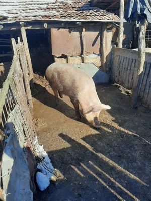 vand porci purcei pret negociablil la fata locului - imagine 2