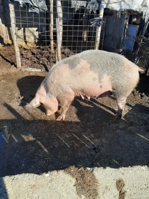 vand porci purcei pret negociablil la fata locului - imagine 3