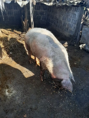 vand porci purcei pret negociablil la fata locului - imagine 4