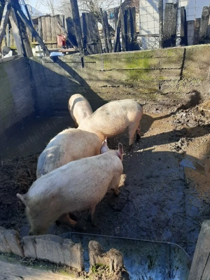 vand porci purcei pret negociablil la fata locului - imagine 5