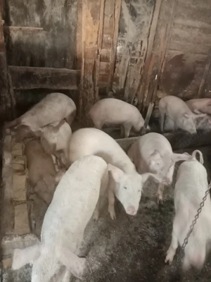 Soldani de vânzare. 