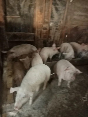 Soldani de vânzare.  - imagine 2