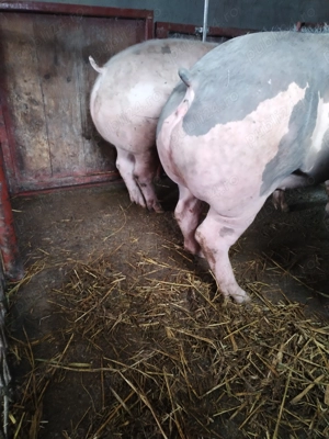 Vând scrofițe pietrain montate