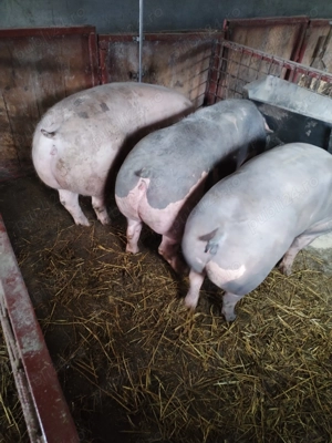 Vând scrofițe pietrain montate - imagine 4