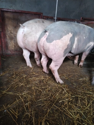 Vând scrofițe pietrain montate - imagine 2