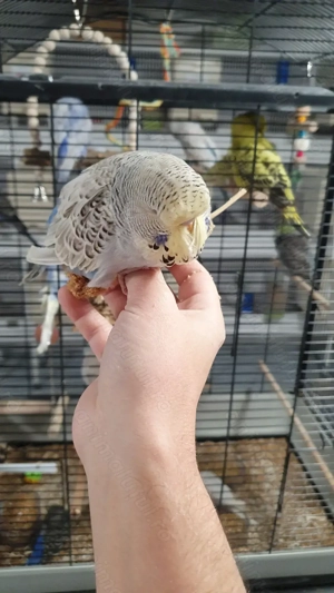 Adulti sau Pui de perusi semistandard si standard blanzi - imagine 5