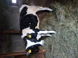 Junincă holstein de vânzare 