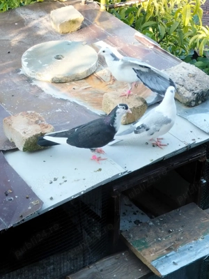 Jucătorii de Galați morișcari