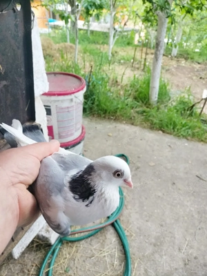 Jucătorii de Galați morișcari - imagine 4