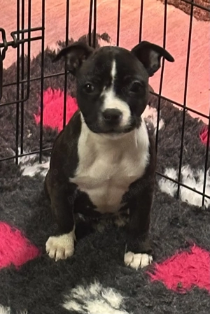 Staffordshire Bull Terrier femelă 