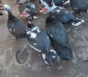 Rățoi leșesc tânăr 