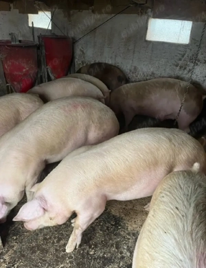 Porci de carne crescuți cu porumb pot oferi si transport 