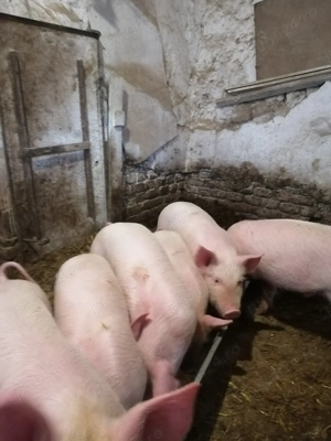 Purcei de 10 saptamani 